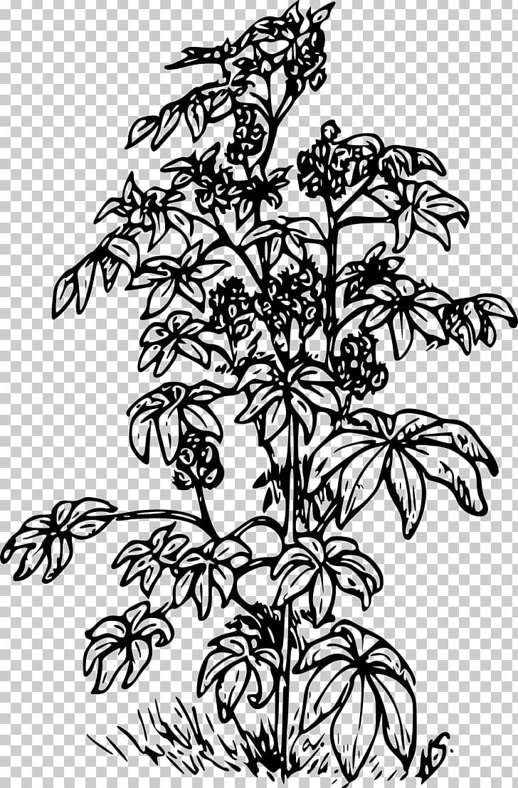 Ricinus Castor Oil PNG, Clipart, Bean, Black And White, Branch, Castor, Castor Oil Free PNG Download