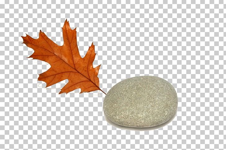 Sebastopol Autumn Leaf Color Oak PNG, Clipart, Abstract Art, Art, Art Deco, Autumn, Autumn Leaf Color Free PNG Download
