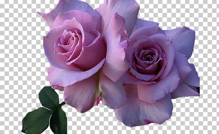 Still Life: Pink Roses Flower PNG, Clipart, Blue, Blue Rose, Cicek, Cicek Resimleri, Desktop Wallpaper Free PNG Download