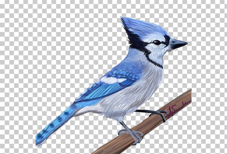 Blue Jay Cobalt Blue Feather Beak PNG, Clipart, Animals, Beak, Bird, Blue, Blue Jay Free PNG Download