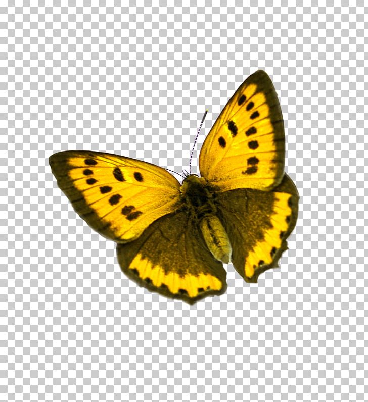 Butterfly Colias Icon PNG, Clipart, Animal, Brush Footed Butterfly, Butterflies, Butterfly Group, Color Free PNG Download