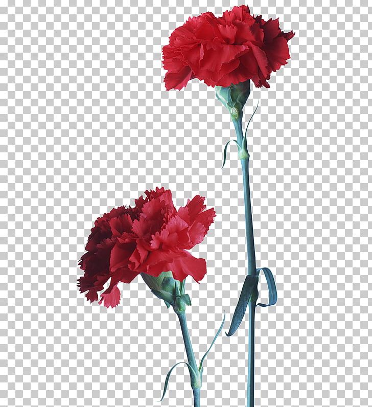 Carnation Portable Network Graphics Cut Flowers Red PNG, Clipart, Annual Plant, Artificial Flower, Carnation, Color, Cut Flowers Free PNG Download