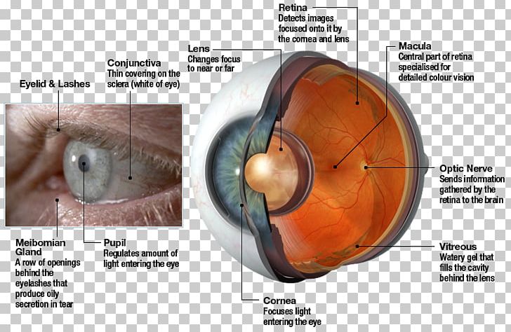 Human Eye Retina Lens Light PNG, Clipart,  Free PNG Download