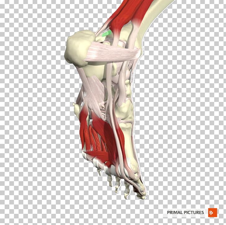 Joint Shoulder Arm Bone Jaw PNG, Clipart, Arm, Bone, Hand, Jaw, Joint Free PNG Download