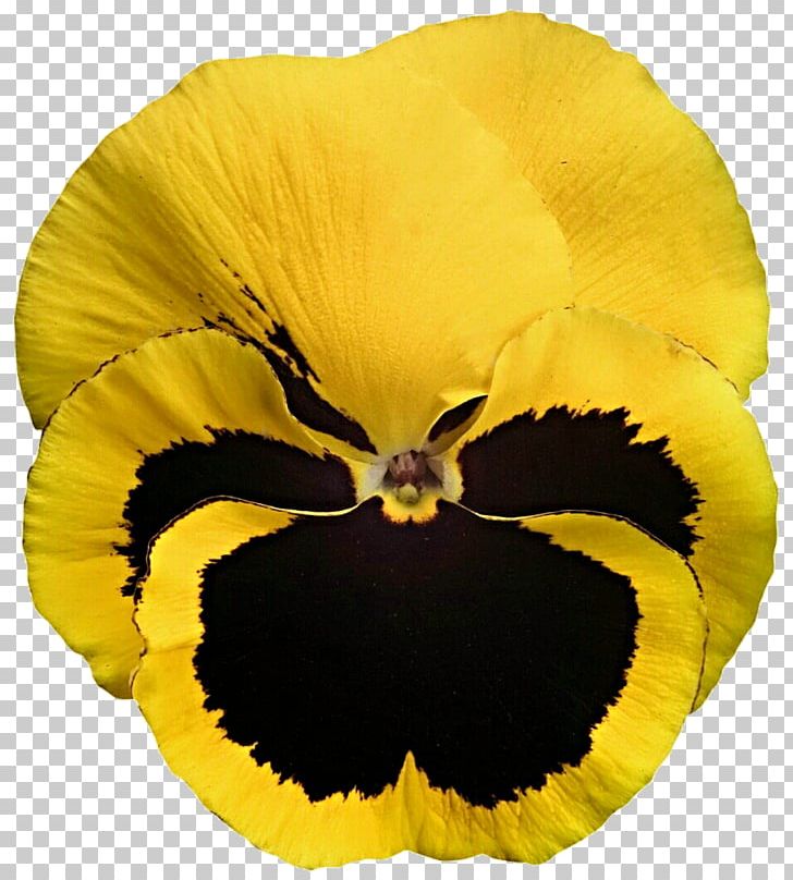 Pansy California Golden Violet Yellow Viola Cornuta Stiefmütterchen PNG, Clipart, Black, Black And Yellow, Deviantart, Flower, Flowering Plant Free PNG Download
