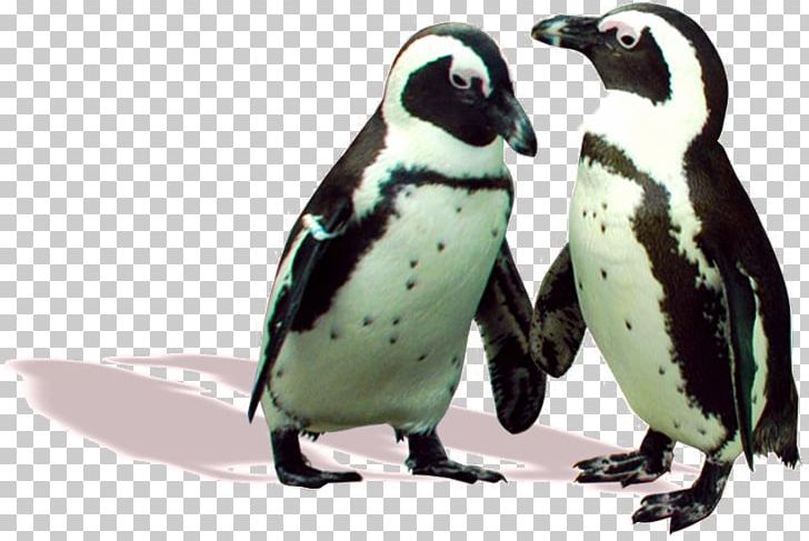 Penguin Fauna Beak PNG, Clipart, Animals, Aquarium, Beak, Bird, Exploration Free PNG Download