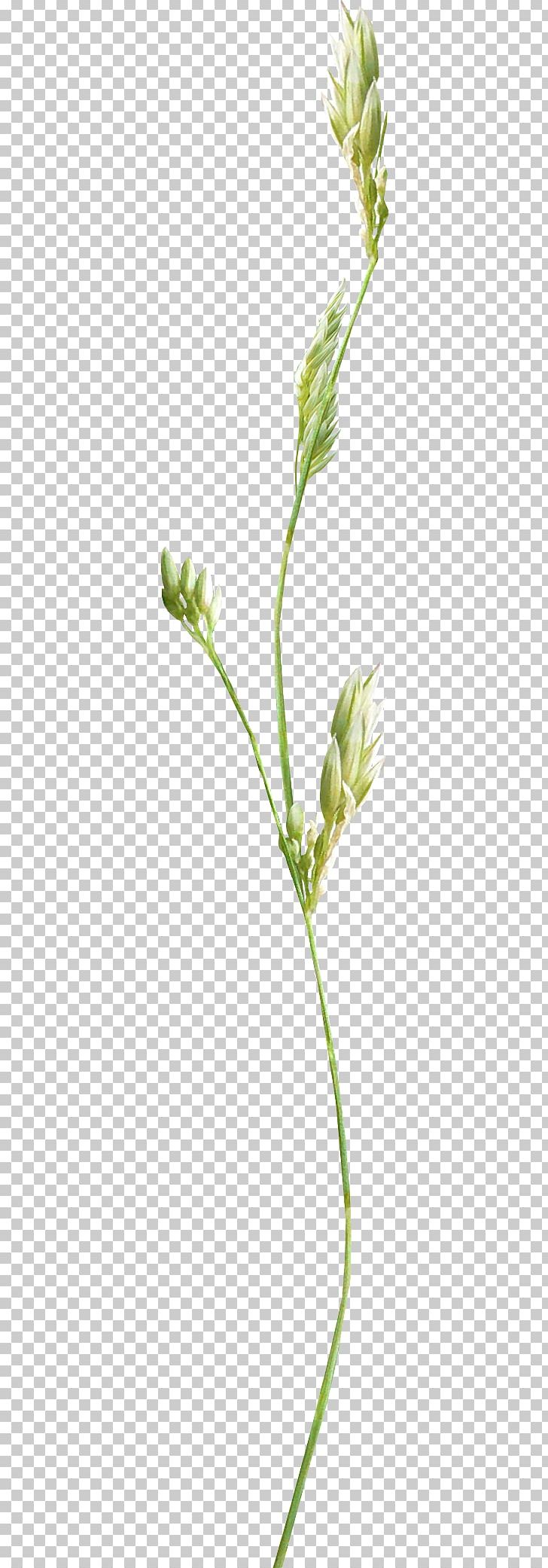 Photography Flower Frames PNG, Clipart, Clip Art, Commodity, Flower, Flowering Plant, Grass Free PNG Download