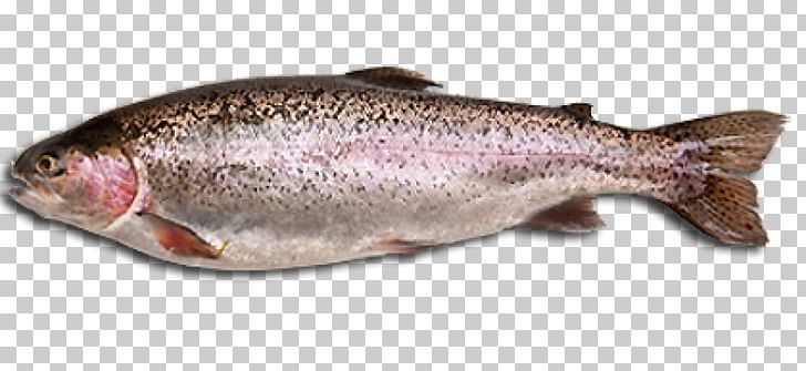 Seafood Fish Steak Rainbow Trout PNG, Clipart, Animal Source Foods, Barramundi, Bass, Bony Fish, Chinook Salmon Free PNG Download