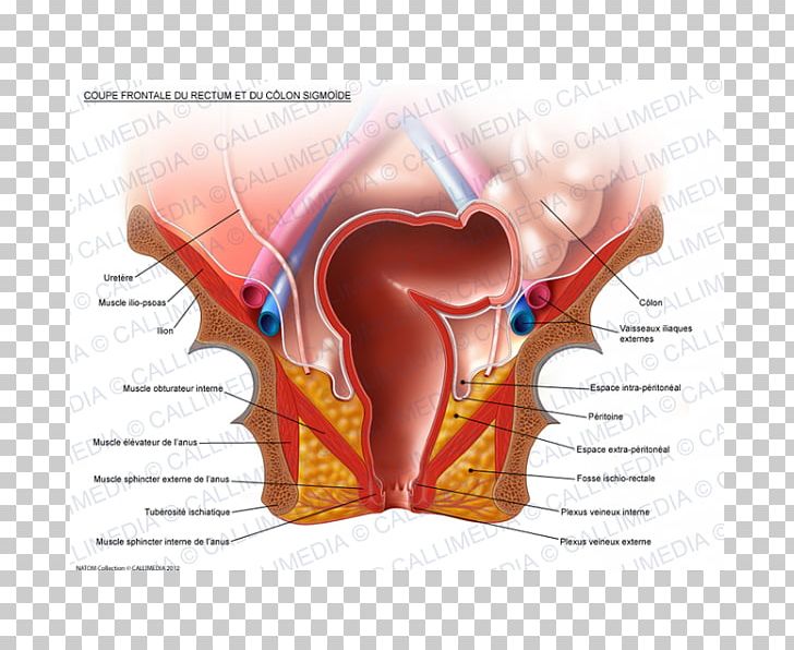 Sigmoid Colon Anatomy Rectum Large Intestine PNG, Clipart, Anatomy, Anus, Colon, Digestion, Ear Free PNG Download