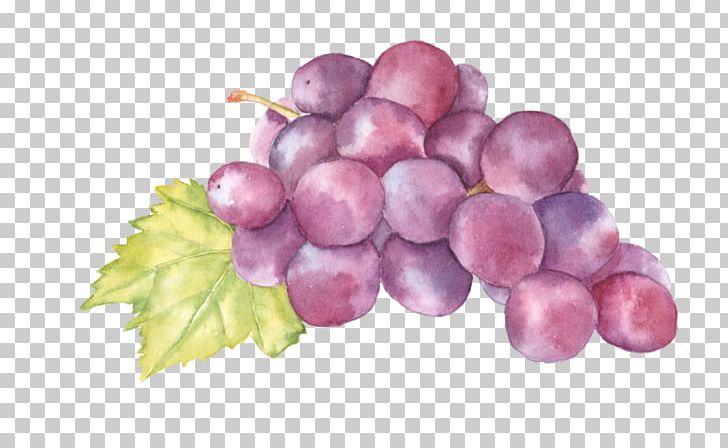 Watercolor Painting Grape Art Auglis PNG, Clipart, Art, Auglis, Cherry, Flowering Plant, Food Free PNG Download