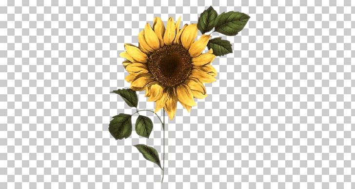 Common Sunflower Watercolor Painting Common Daisy PNG, Clipart, Annual Plant, Art, Canvas, Canvas Print, Daisy Family Free PNG Download