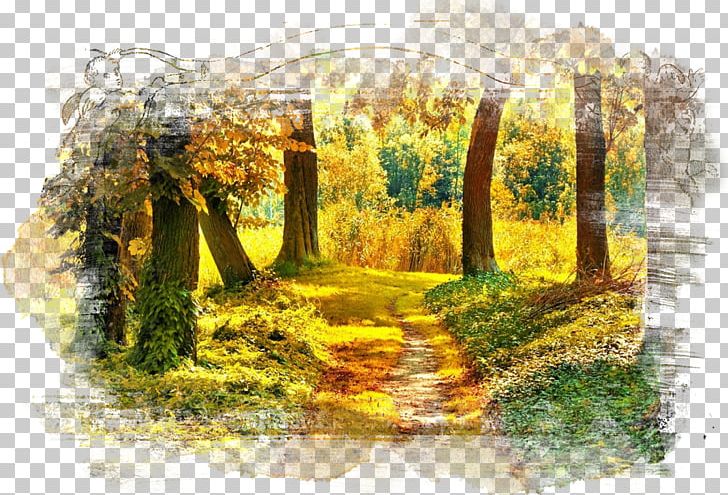 Forest Tree Autumn Nature Landscape PNG, Clipart, Autumn, Autumn Background, Autumn Leaf Color, Branch, Desktop Wallpaper Free PNG Download