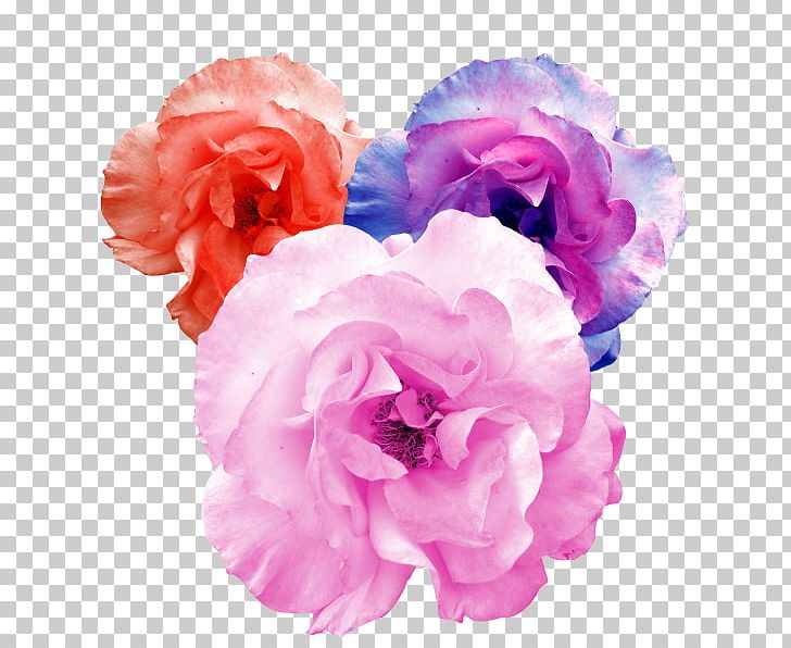 Garden Roses Artificial Flower PNG, Clipart, Azalea, Colorful, Colorful Flowers, Cut Flower, Flower Free PNG Download