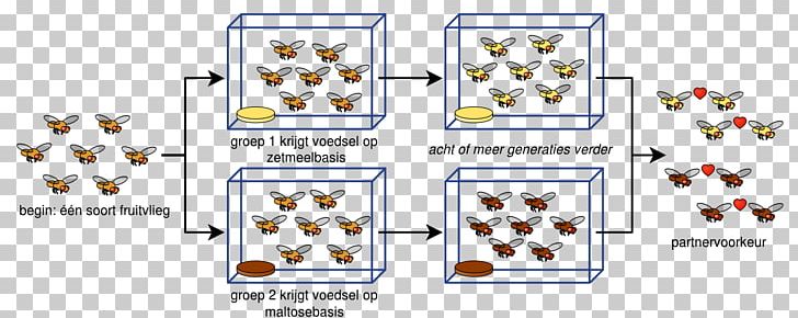 Geographical Isolation Sympatric Speciation Parapatric Speciation Peripatric Speciation PNG, Clipart, Angle, Biology, Diagram, Fruit Flies, Genetic Divergence Free PNG Download