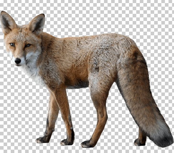 Portable Network Graphics Fox Photography PNG, Clipart, Animal, Carnivoran, Coyote, Dhole, Dog Like Mammal Free PNG Download