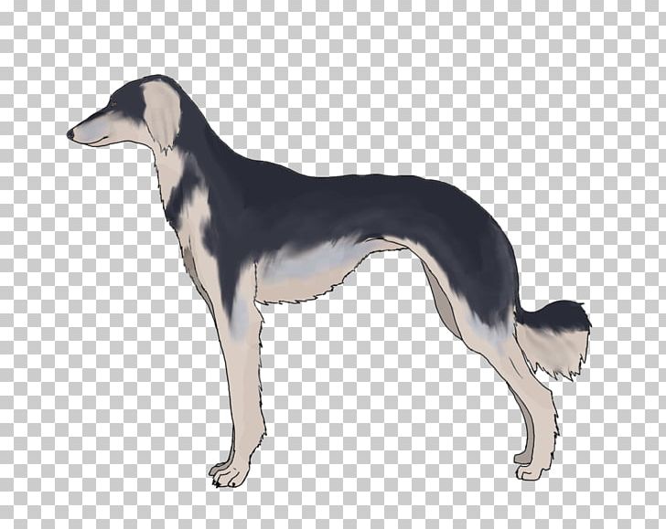 Saluki Spanish Greyhound Sloughi Whippet PNG, Clipart, American Staghound, Animal Sports, Borzoi, Breed, Carnivoran Free PNG Download
