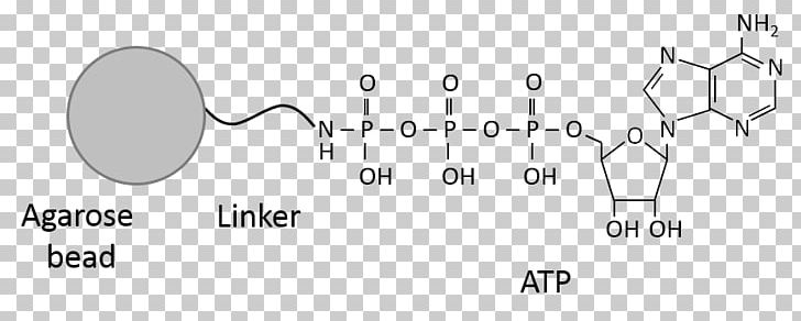 Adenosine Triphosphate Guanosine Triphosphate Phosphoric Acid Nucleotide PNG, Clipart, Angle, Biology, Enzyme, Finger, Hand Free PNG Download