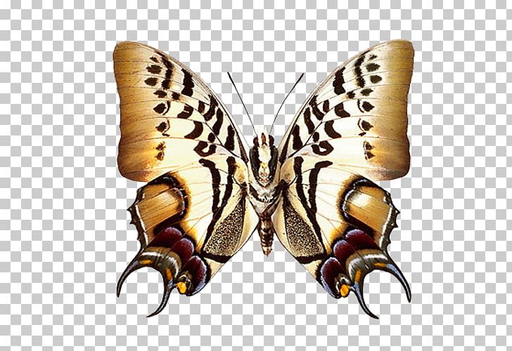 Animation Name PNG, Clipart, Animation, Arthropod, Brush Footed Butterfly, Butterfly, Cartoon Free PNG Download