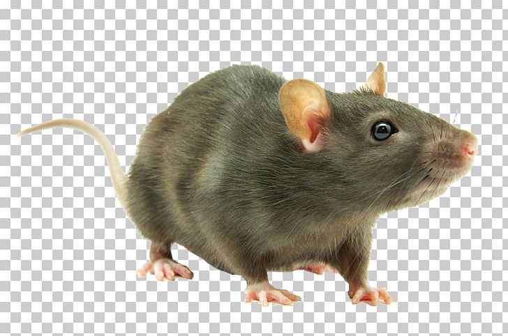 Brown Rat Rodent Mouse Black Rat Laboratory Rat PNG, Clipart, Animals, Black Rat, Brown Rat, Cat, Dormouse Free PNG Download