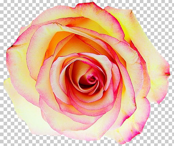 Drawing Garden Roses Centifolia Roses PNG, Clipart, Art, Centifolia Roses, Closeup, Cut Flowers, Deviantart Free PNG Download