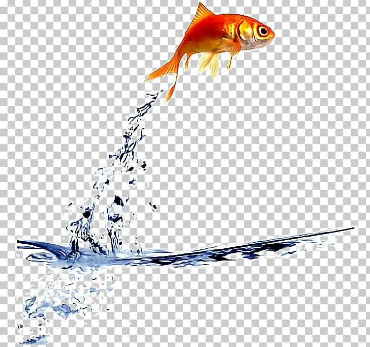 Goldfish Stock Photography PNG, Clipart, Bony Fish, Depositphotos, Fauna, Fin, Fish Free PNG Download