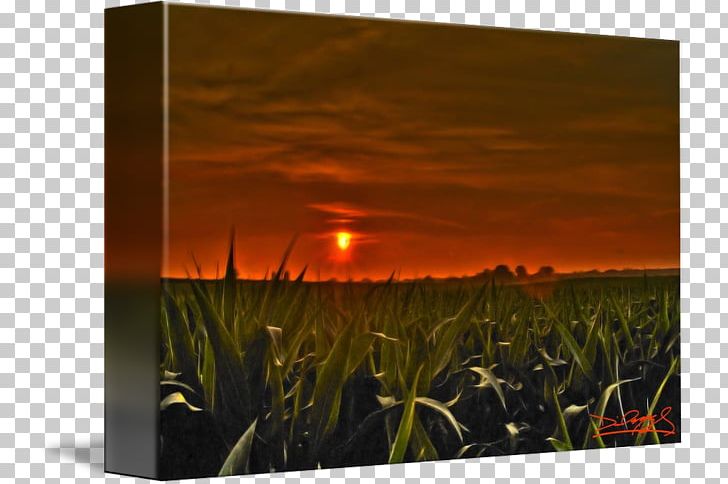 Grasses Energy Flower Sky Plc PNG, Clipart, Corn Field, Energy, Field, Flower, Grass Free PNG Download