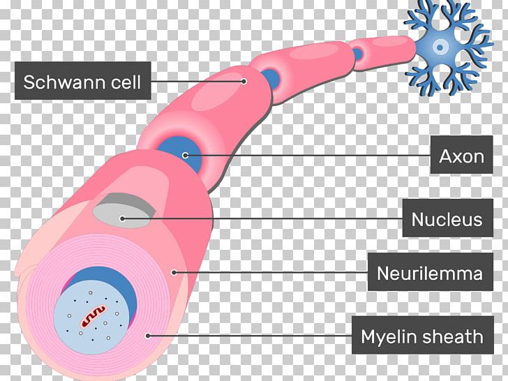 Schwann Cell Myelin Neurilemma Axon Neuron PNG, Clipart, Angle, Astrocyte, Axon, Cell, Cell Nucleus Free PNG Download