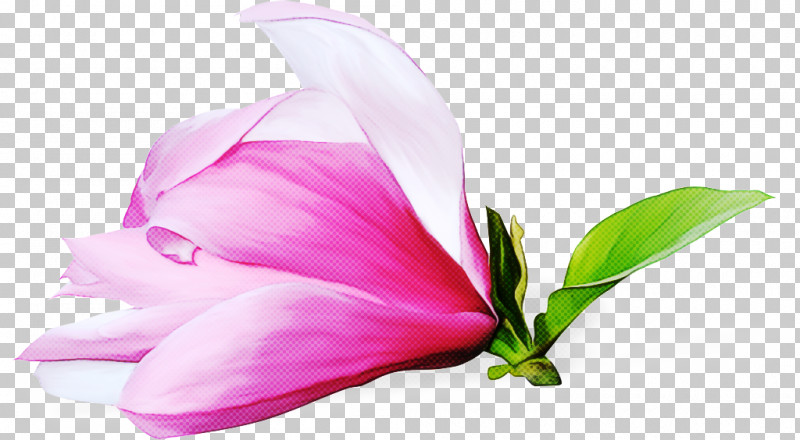 Cut Flowers Flower Petal Close-up Plants PNG, Clipart, Biology, Closeup, Cut Flowers, Flower, Petal Free PNG Download