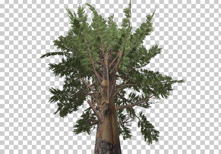 Farming Simulator 17 Larch Pine Tree Spruce PNG, Clipart, Branch, Coast Redwood, Conifer, Cypress Family, Evergreen Free PNG Download