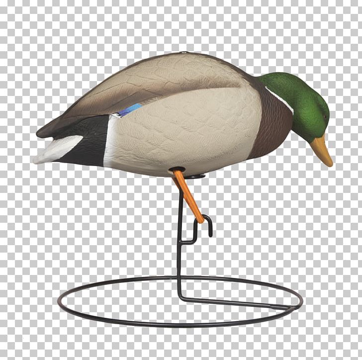 Mallard Duck Goose Bird Waterfowl PNG, Clipart, Anatidae, Animals, Anseriformes, Beak, Bird Free PNG Download