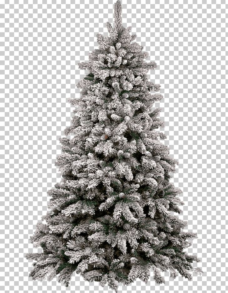Pine Tree Conifer Cone PNG, Clipart, Alj, Artificial Christmas Tree, Balsam Fir, Cat, Cat Food Free PNG Download