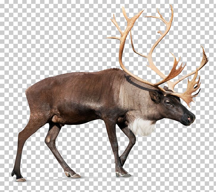 Reindeer Rudolph Santa Claus PNG, Clipart, Animals, Antler, Christmas, Computer Icons, Deer Free PNG Download