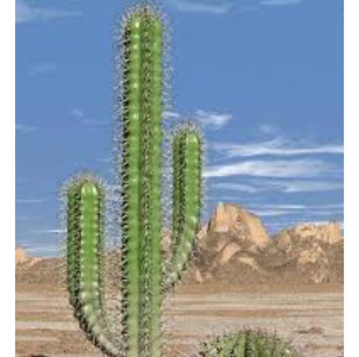 Sahara Cactaceae Desert Succulent Plant Ferocactus PNG, Clipart, Acanthocereus Tetragonus, Barrel Cactus, Biome, Cactaceae, Cactus Free PNG Download