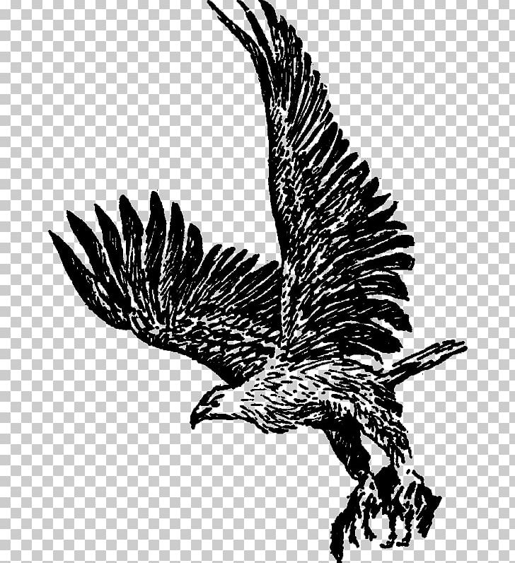 Bald Eagle Hawk Buzzard Vulture PNG, Clipart, Accipitriformes, Animals, Bald Eagle, Beak, Bird Free PNG Download