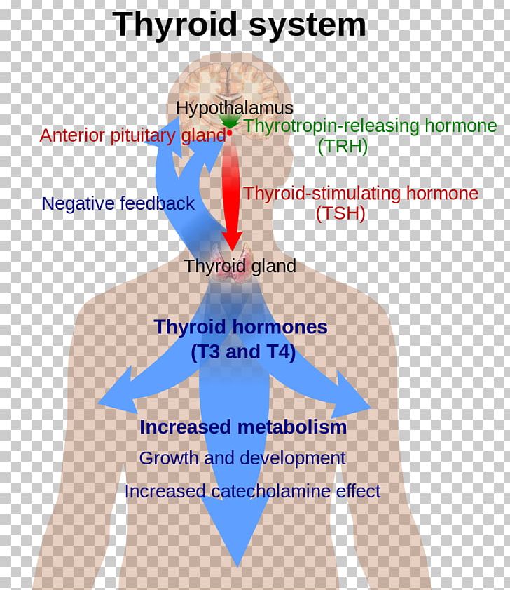 Thyroid Hormones Thyroxine Thyroid-stimulating Hormone PNG, Clipart, Abdomen, Angle, Area, Astragalus, Calcitonin Free PNG Download