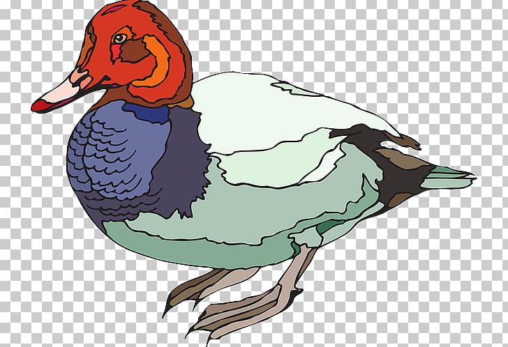Duck Bird Goose PNG, Clipart, Anatidae, Animals, Art, Beak, Bird Free PNG Download