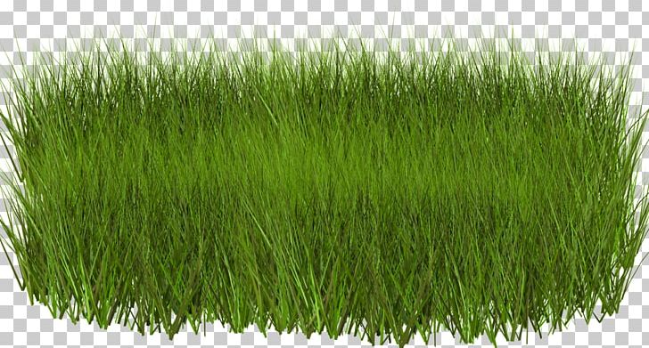 Light Green Grasses PNG, Clipart, Chinese Silver Grass, Chrysopogon Zizanioides, Clip Art, Commodity, Computer Icons Free PNG Download