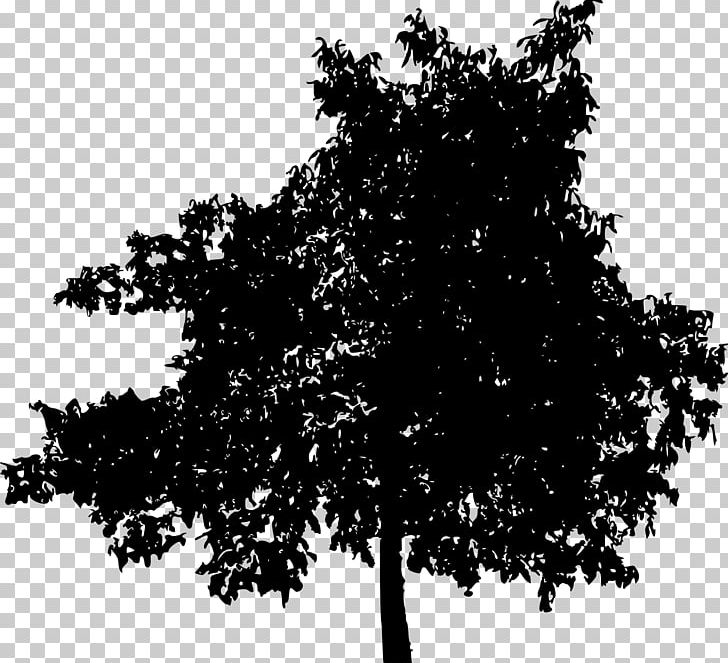 Tree Woody Plant PNG, Clipart, Black And White, Branch, Drawing, Fruit Tree, Leaf Free PNG Download