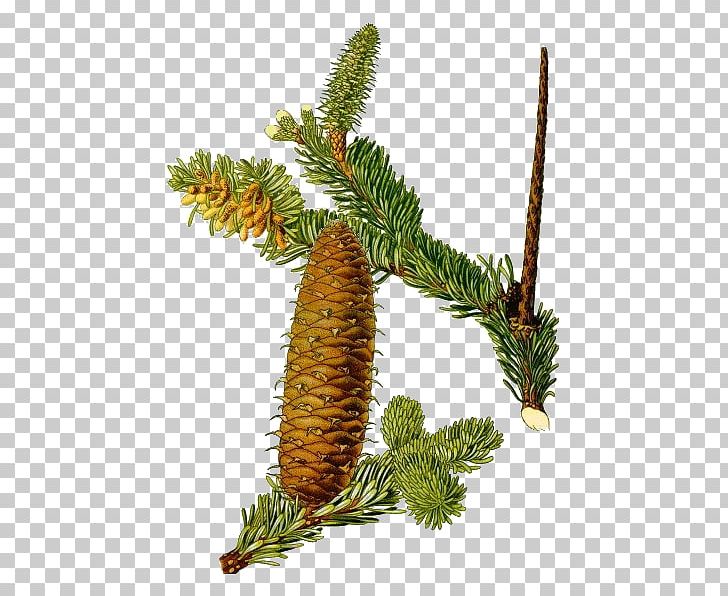Abies Alba Plants Botany Pine Norway Spruce PNG, Clipart, 20 Euro, Abies, Abies Alba, Bio, Botanical Illustration Free PNG Download