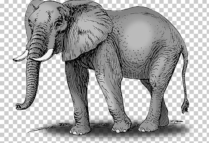 African Bush Elephant Drawing Elephantidae PNG, Clipart, African Elephant, Art, Art Museum, Black And White, Cartoon Free PNG Download