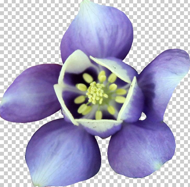 Clickable Petal Violet PNG, Clipart, Clickable, Darkest Hour, Deviantart, Download, Flower Free PNG Download