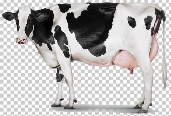 Holstein Friesian Cattle Milk Dairy Cattle Dairy Farming PNG, Clipart, Agriculture, Axion, Calf, Cattle, Cattle Like Mammal Free PNG Download