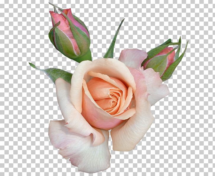Rose PNG, Clipart, Artificial Flower, Bud, Cut Flowers, Encapsulated Postscript, Floral Design Free PNG Download