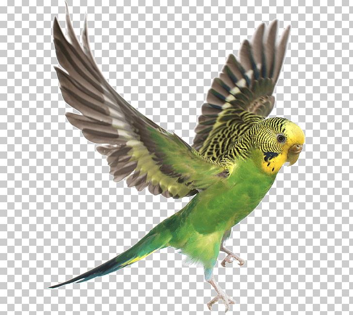 Budgerigar Parrot Lovebird Cockatiel PNG, Clipart, Animals, Animals Were Flying, Beak, Bird, Budgerigar Free PNG Download