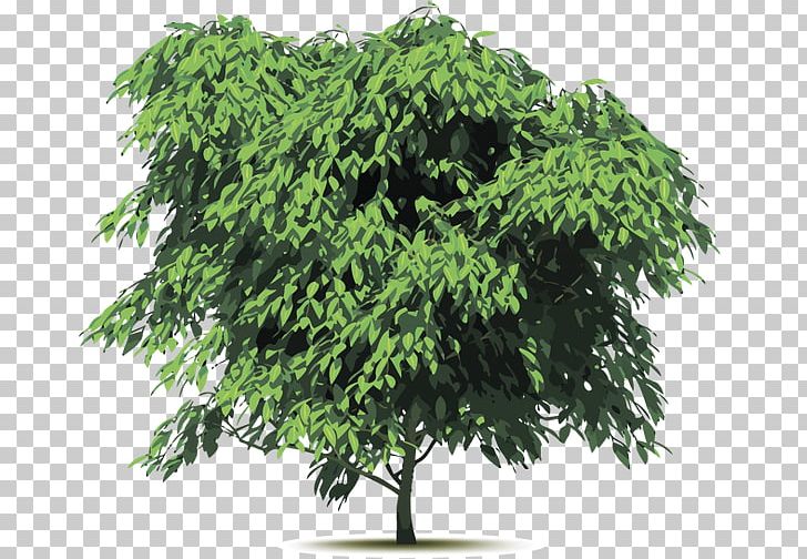 Monkey Pod Tree PNG, Clipart, Birch, Branch, Evergreen, Houseplant, Leaf Free PNG Download