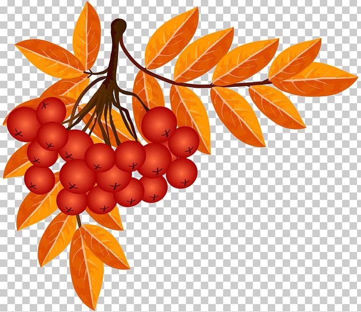 Autumn Leaf PNG, Clipart, Autumn, Autumn Leaf, Autumn Leaves, Branch, Clipart Free PNG Download