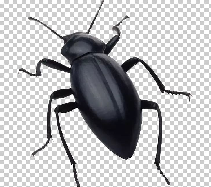 Computer Icons PNG, Clipart, Arthropod, Beetle, Black Bug, Bug, Computer Icons Free PNG Download