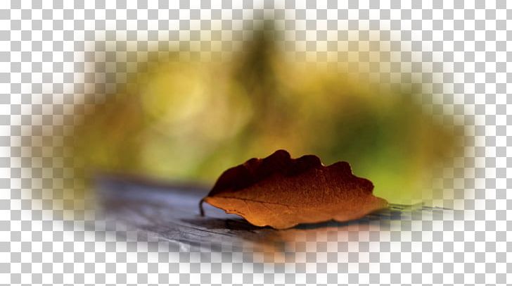 Desktop Autumn Leaf Desktop Metaphor PNG, Clipart, 1080p, Autumn, Closeup, Closeup, Computer Free PNG Download