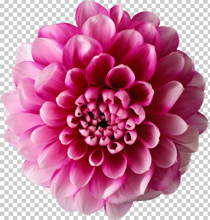 Flower PNG, Clipart, Chrysanths, Common Daisy, Cut Flowers, Dahlia, Daisy Family Free PNG Download
