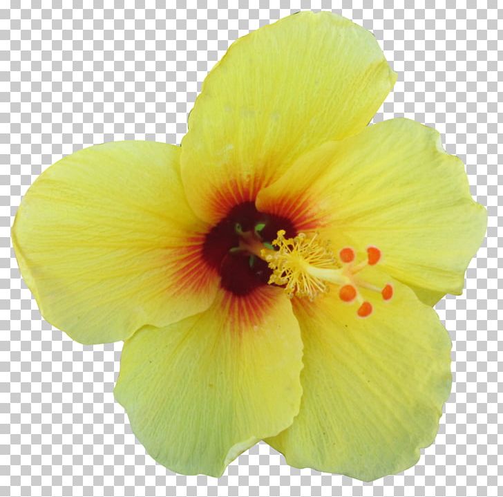 Hawaiian Hibiscus Shoeblackplant Flower PNG, Clipart, Alyogyne Huegelii, Chinese Hibiscus, Flower, Flowering Plant, Hawaii Free PNG Download